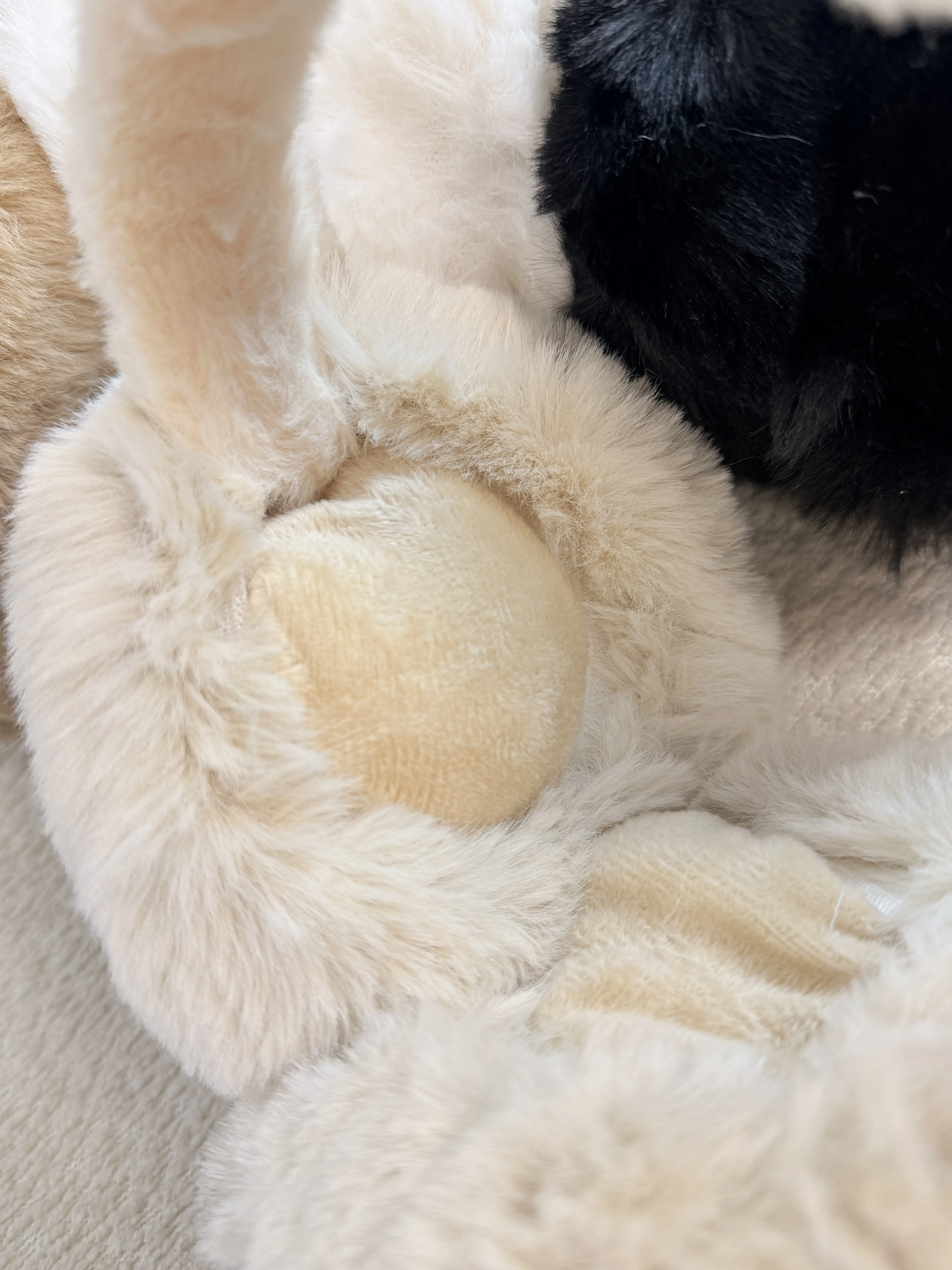 گوش گیر خارجی